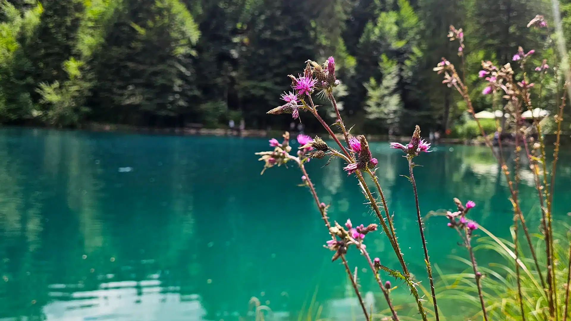 Naturpark Blausee 12 | Sehenswürdigkeiten im Kanton Bern
