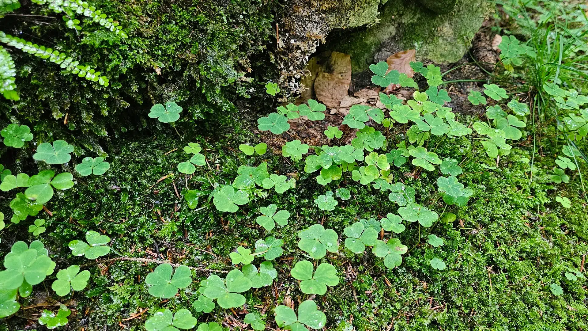 Naturpark Blausee 25 | Sehenswürdigkeiten im Kanton Bern