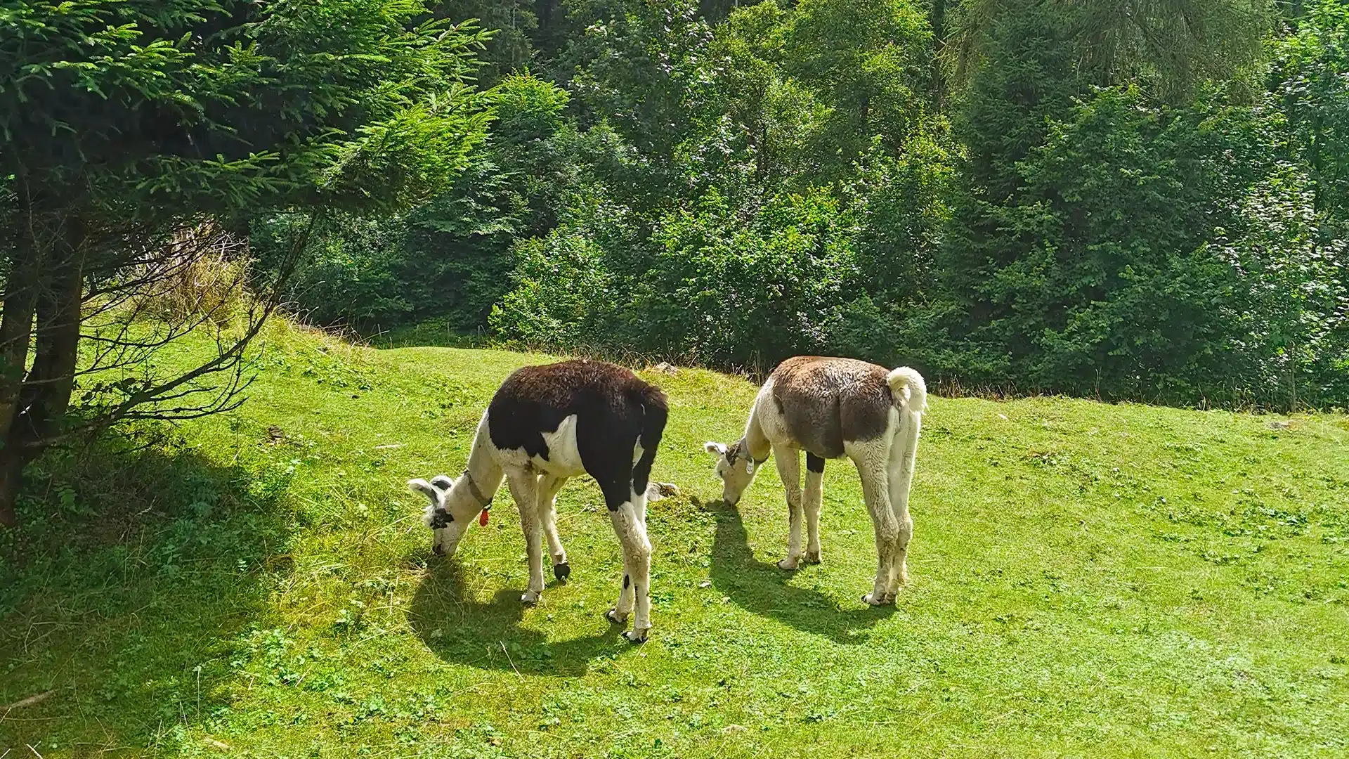 Naturpark Blausee 31 | Sehenswürdigkeiten im Kanton Bern